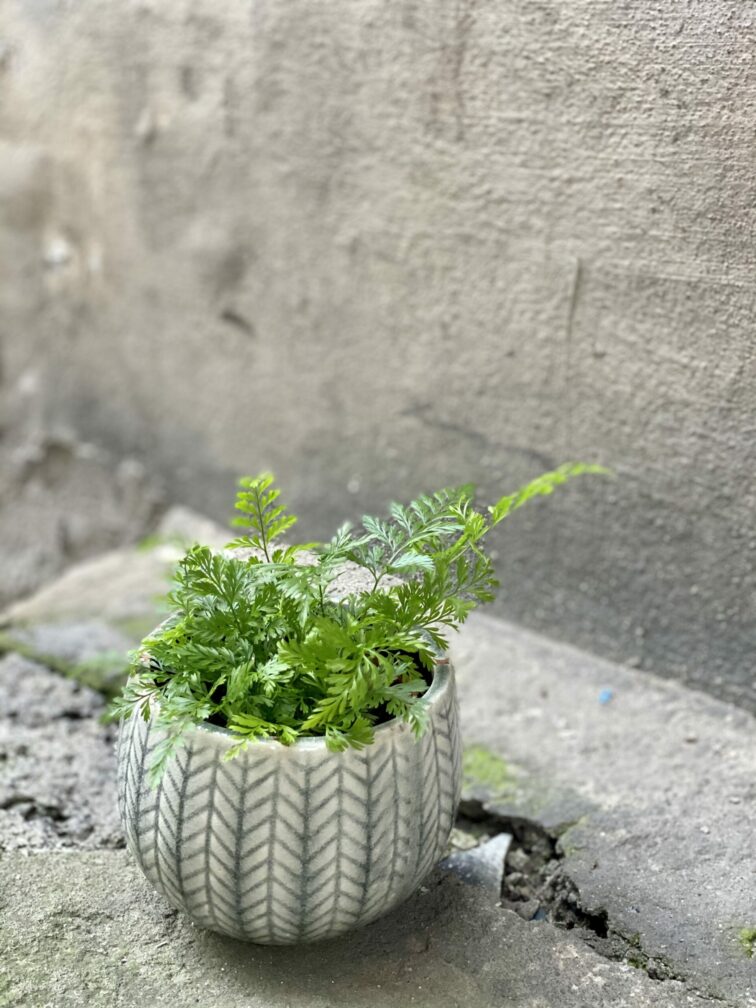 Zdjęcie rośliny Humata Tyermanii, ujęcie 1
