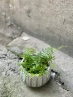 Zdjęcie rośliny Humata Tyermanii, ujęcie 2