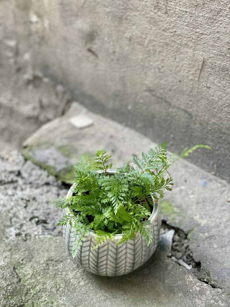 Zdjęcie rośliny Humata Tyermanii, ujęcie 2