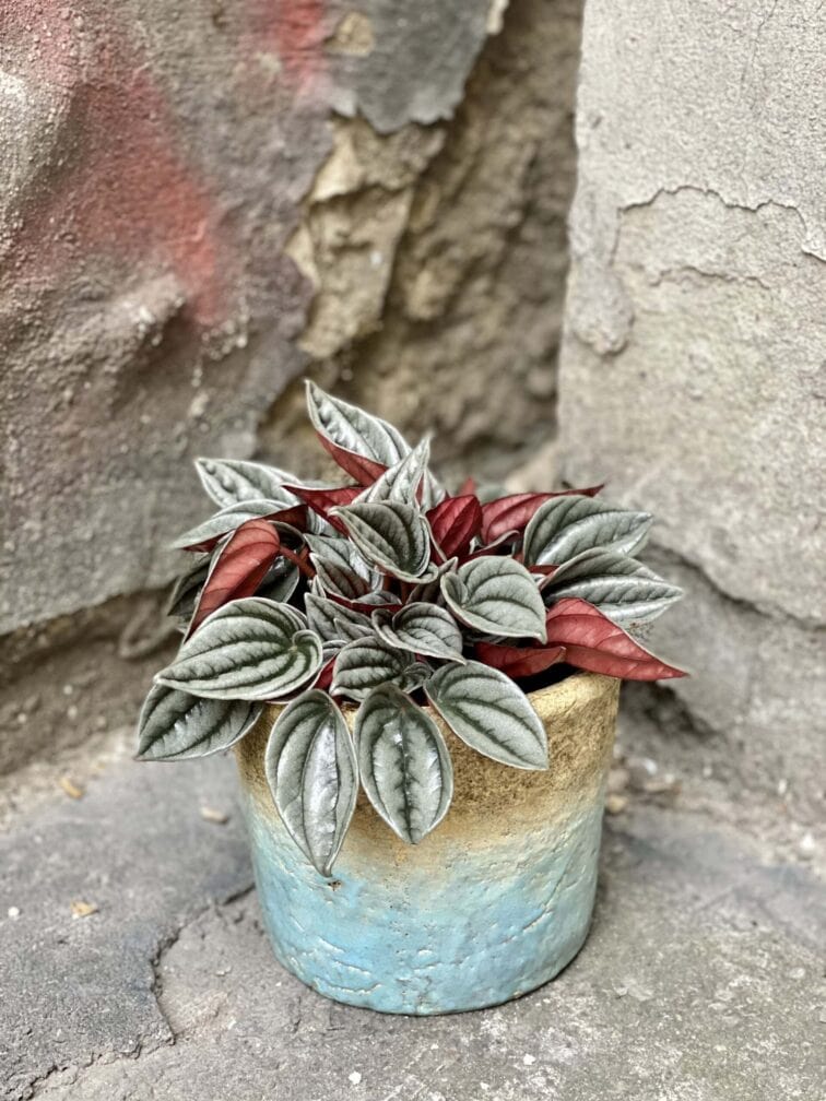 peperomia-caperata-mendoza_11x25-0.jpg Zdjęcie rośliny Peperomia Caperata Mendoza, ujęcie 1