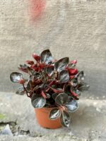 Zdjęcie rośliny Peperomia columbiana, ujęcie 2