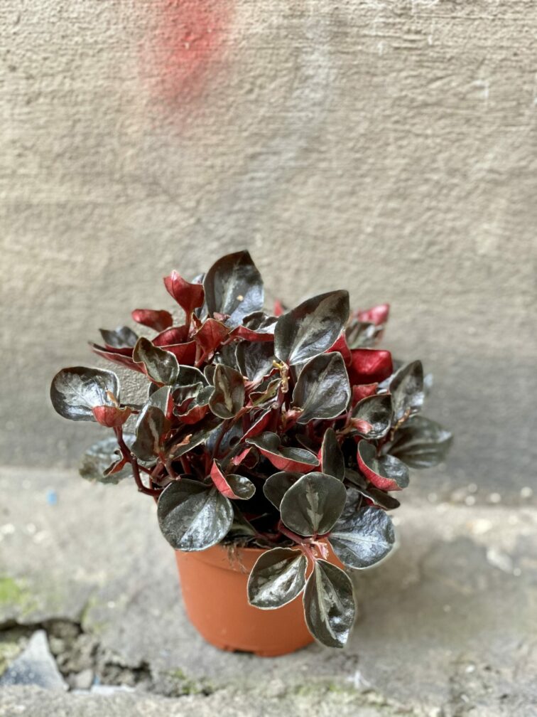 Zdjęcie rośliny Peperomia columbiana, ujęcie 2