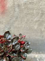 Zdjęcie rośliny Peperomia columbiana, ujęcie 3