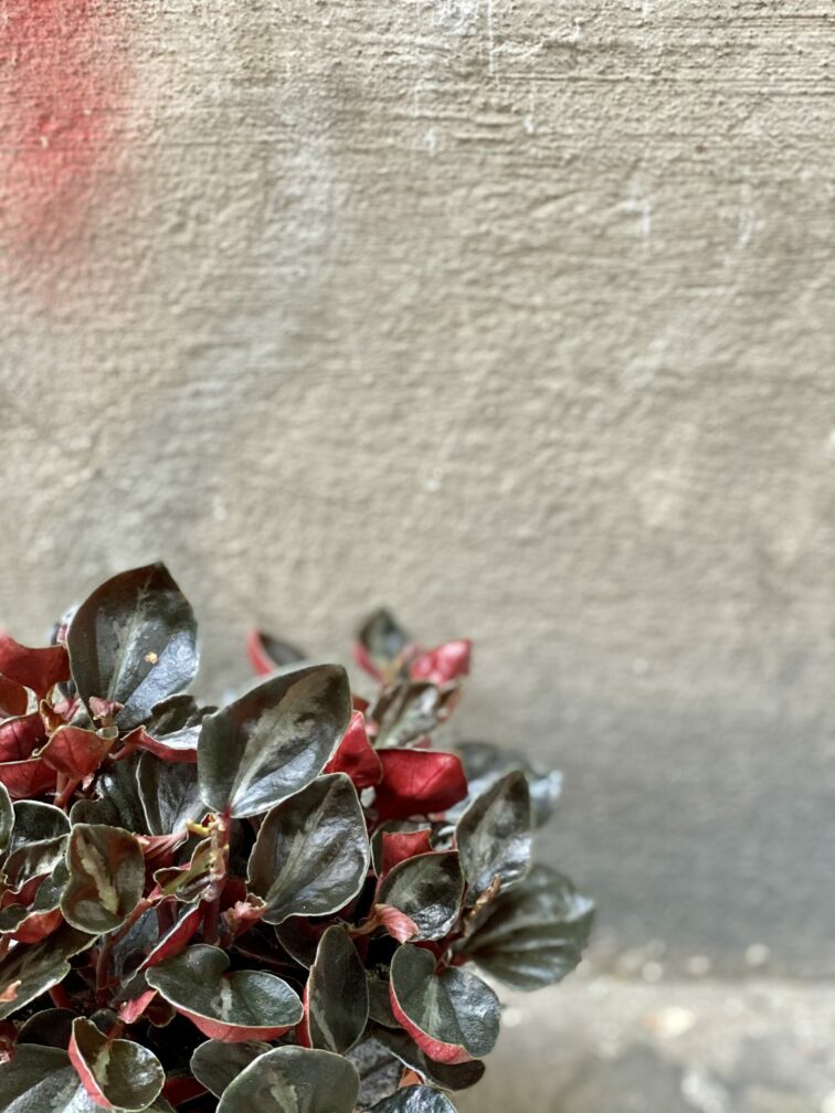 Zdjęcie rośliny Peperomia columbiana, ujęcie 3