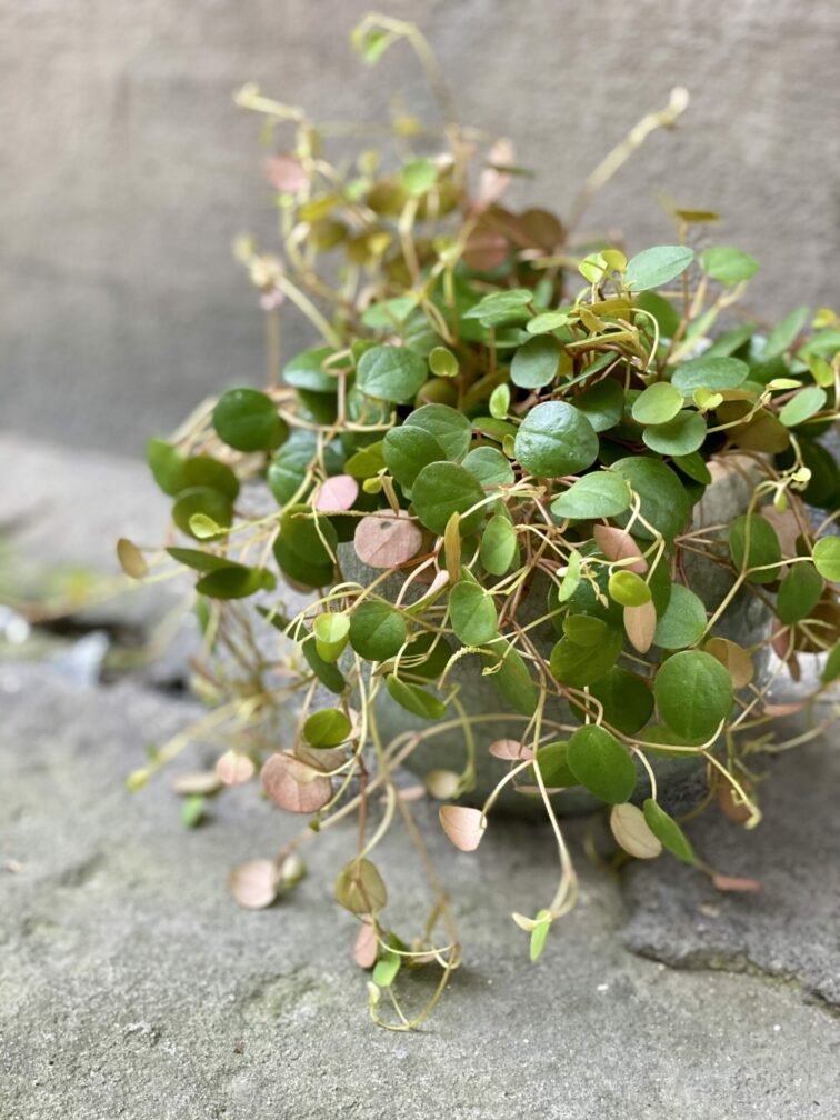 peperomia-pepperspot_11x20-0.jpg Zdjęcie rośliny Peperomia Pepperspot, ujęcie 1
