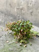 Zdjęcie rośliny Peperomia Pepperspot, ujęcie 2