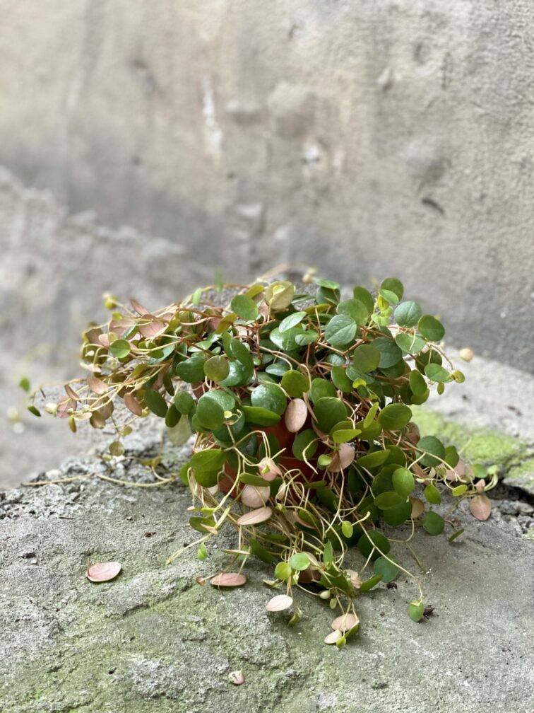 Zdjęcie rośliny Peperomia Pepperspot, ujęcie 2