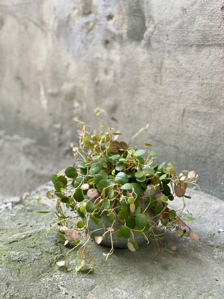 Zdjęcie rośliny Peperomia Pepperspot, ujęcie 3