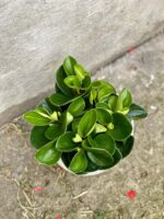 Zdjęcie rośliny Peperomia obtusifolia Red Canyon, ujęcie 1