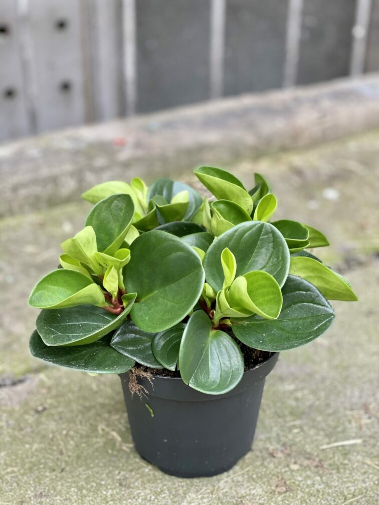 Zdjęcie rośliny Peperomia obtusifolia Red Canyon, ujęcie 2