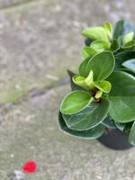 Zdjęcie rośliny Peperomia obtusifolia Red Canyon, ujęcie 3