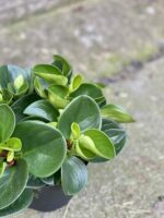 Zdjęcie rośliny Peperomia obtusifolia Red Canyon, ujęcie 4