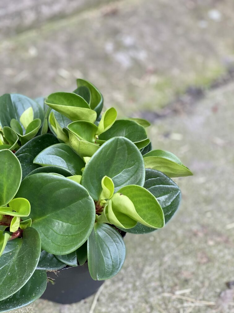 Zdjęcie rośliny Peperomia obtusifolia Red Canyon, ujęcie 4