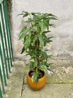 Zdjęcie rośliny Syngonium angustatum, ujęcie 1