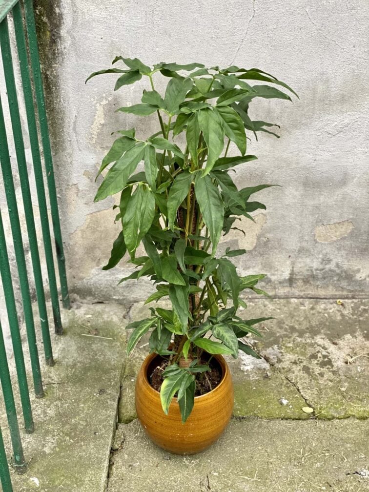 syngonium-angustatum_17x65-0.jpg Zdjęcie rośliny Syngonium angustatum, ujęcie 1