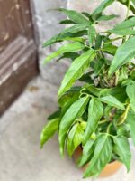 Zdjęcie rośliny Syngonium angustatum, ujęcie 2