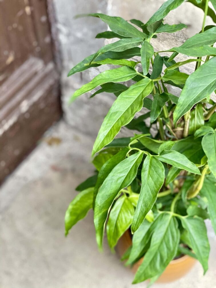 Zdjęcie rośliny Syngonium angustatum, ujęcie 2
