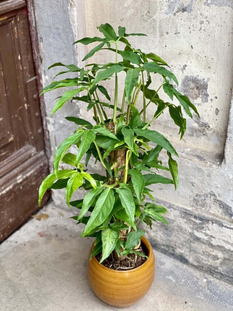 Zdjęcie rośliny Syngonium angustatum, ujęcie 3