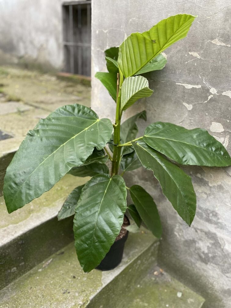 ficus-bussei-floris_21x85-0.jpg Zdjęcie rośliny Ficus bussei Floris, ujęcie 1