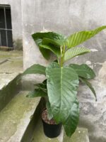 Zdjęcie rośliny Ficus bussei Floris, ujęcie 2