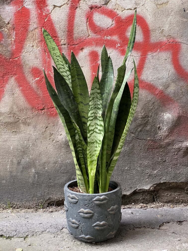 sansevieria-zeylanica_14x65-0.jpg Zdjęcie rośliny Sansevieria Zeylanica, ujęcie 1