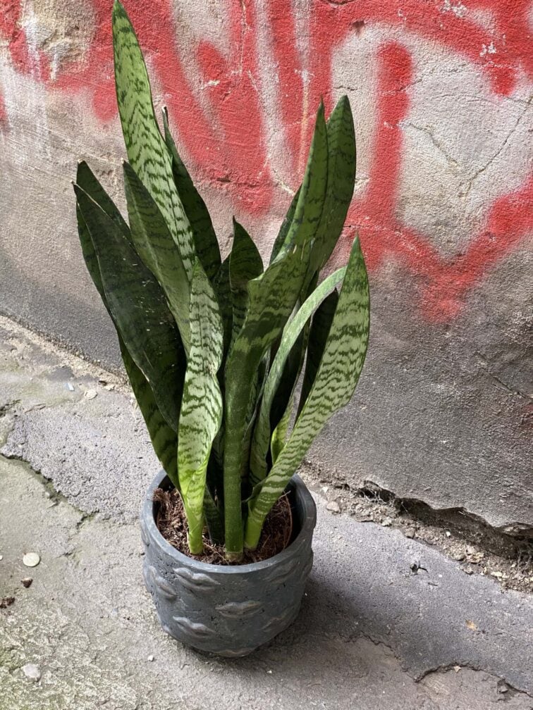 Zdjęcie rośliny Sansevieria Zeylanica, ujęcie 3