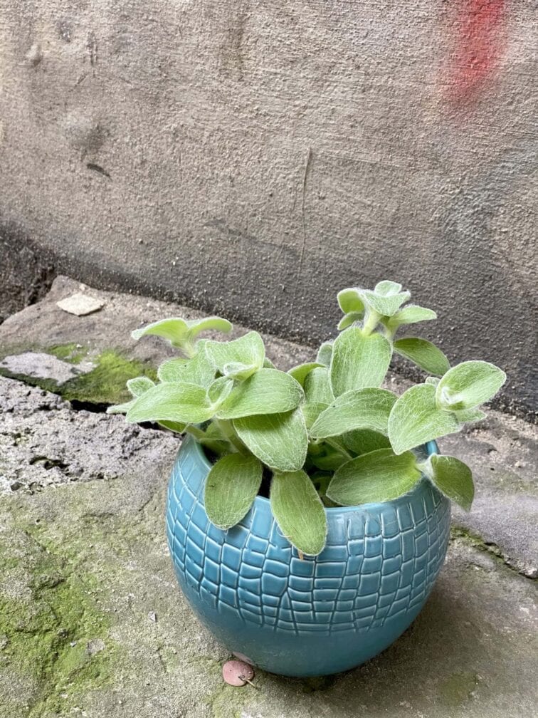 Zdjęcie rośliny Tradescantia zebrina Velvet Hill, ujęcie 1