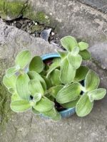 Zdjęcie rośliny Tradescantia zebrina Velvet Hill, ujęcie 2