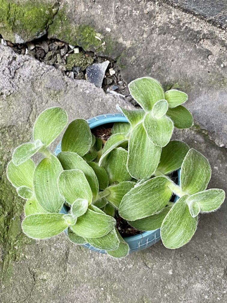 Zdjęcie rośliny Tradescantia zebrina Velvet Hill, ujęcie 2