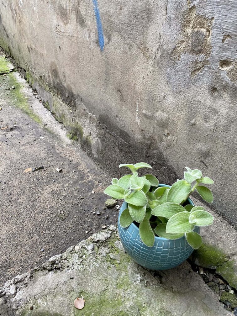 Zdjęcie rośliny Tradescantia zebrina Velvet Hill, ujęcie 3