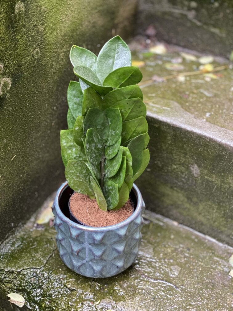 zamioculcas-supreme_11x30-0.jpg Zdjęcie rośliny Zamioculcas Supreme, ujęcie 1