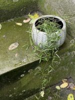 Zdjęcie rośliny Ceropegia Woodi String of Needles, ujęcie 1