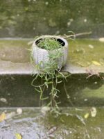 Zdjęcie rośliny Ceropegia Woodi String of Needles, ujęcie 2