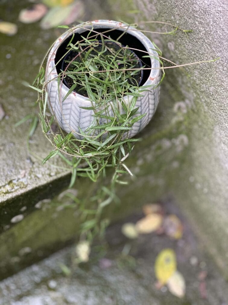 Zdjęcie rośliny Ceropegia Woodi String of Needles, ujęcie 3