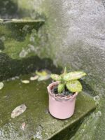 Zdjęcie doniczki lub oslonki: Osłonka Pale Pink 5x6 cm, ujęcie 3