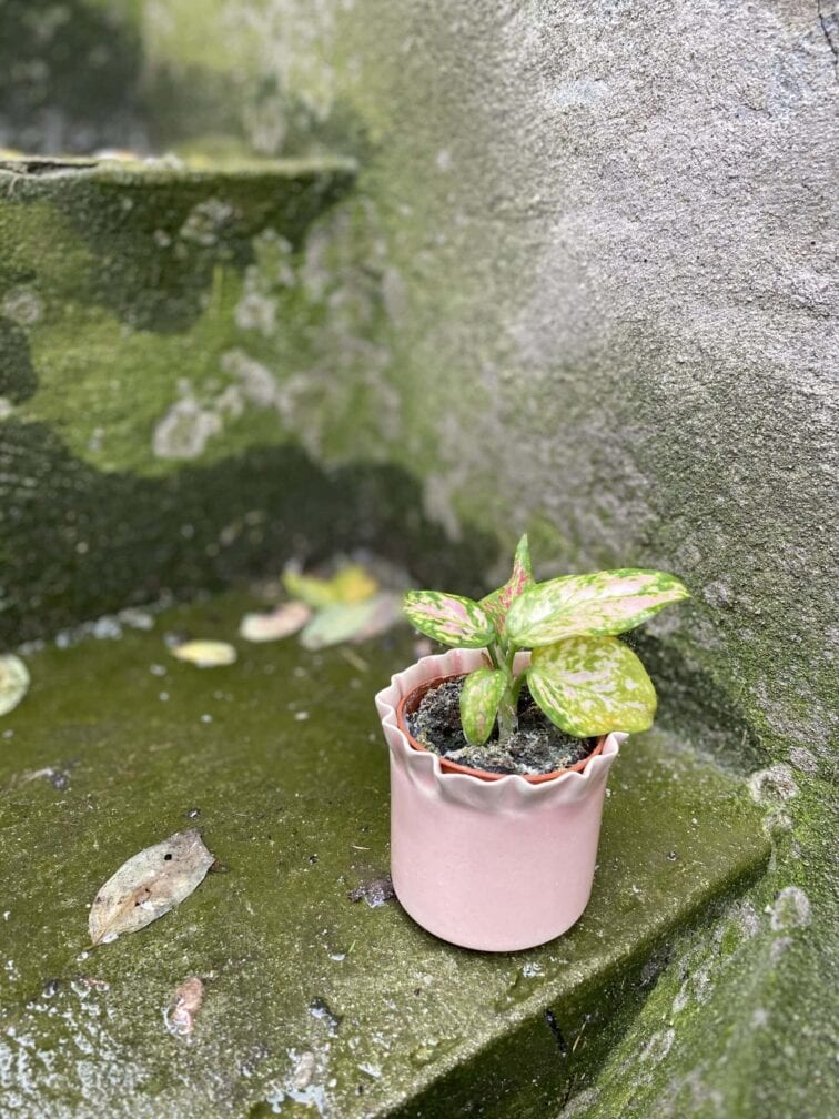 Zdjęcie doniczki lub oslonki: Osłonka Pale Pink 5x6 cm, ujęcie 3