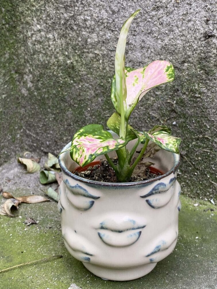 Zdjęcie doniczki lub oslonki: Osłonka Rosaria 6x6 cm, ujęcie 2