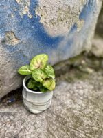 Zdjęcie rośliny Syngonium Berry Allusion, ujęcie 1