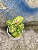 Zdjęcie rośliny Syngonium Berry Allusion, ujęcie 2
