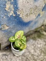 Zdjęcie rośliny Syngonium Berry Allusion, ujęcie 3