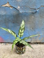 Zdjęcie rośliny Aglaonema Cutlass, ujęcie 1