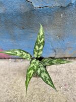 Zdjęcie rośliny Aglaonema Cutlass, ujęcie 2