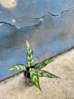 Zdjęcie rośliny Aglaonema Cutlass, ujęcie 3