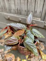 Zdjęcie rośliny Begonia Polka Dot, ujęcie 1