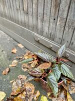 Zdjęcie rośliny Begonia Polka Dot, ujęcie 2