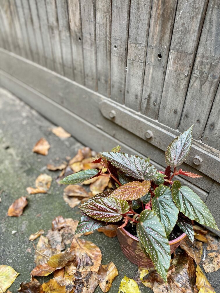 Zdjęcie rośliny Begonia Polka Dot, ujęcie 2
