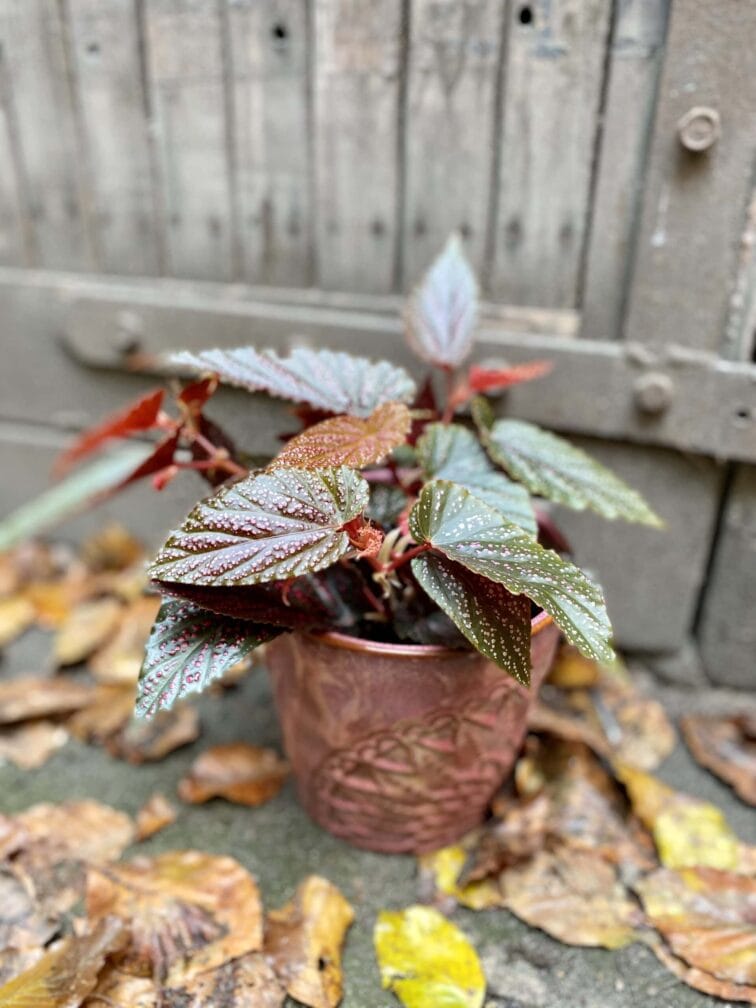 Zdjęcie rośliny Begonia Polka Dot, ujęcie 3