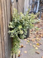 Zdjęcie rośliny Aeschynanthus Bolero Bicolore, ujęcie 2
