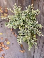Zdjęcie rośliny Aeschynanthus Bolero Bicolore, ujęcie 3