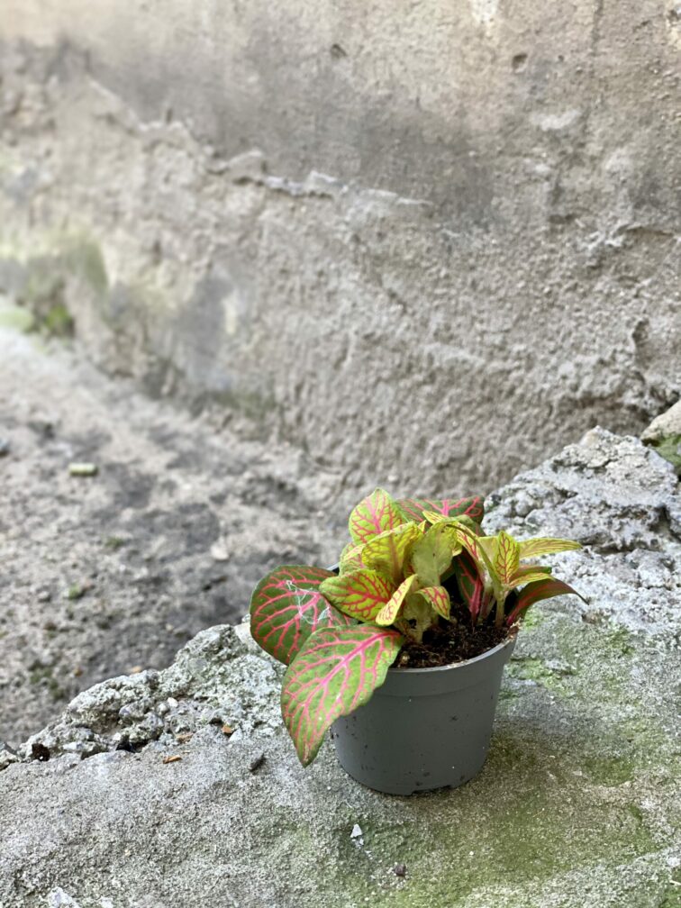 Zdjęcie rośliny Fittonia albivenis Skeleton, ujęcie 2